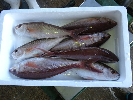 オークションサンプル02